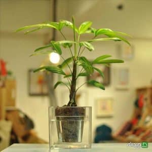 گلدان آکواریومی سون گرین